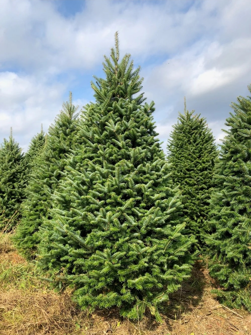Frasier Fir 5-7 ft